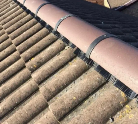 Trident Roofing Ltd expert roofing repairs Plymouth: close-up of bird deterrent brushes installed on a tiled roof.